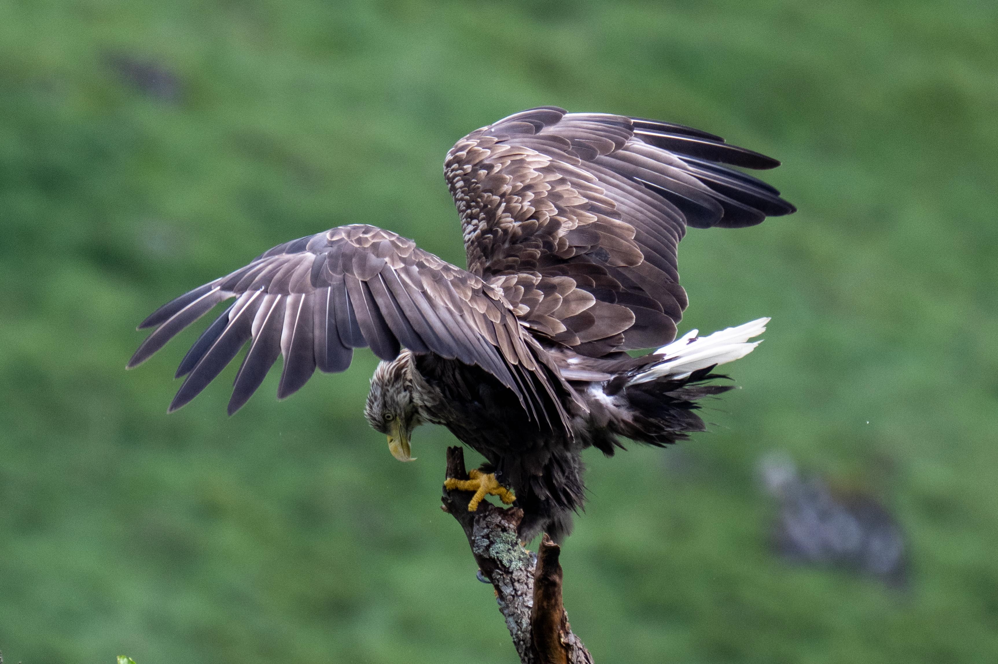 A white-tailed eagle landing on a branch with its wings spread